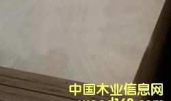 poplar plywoodԔB